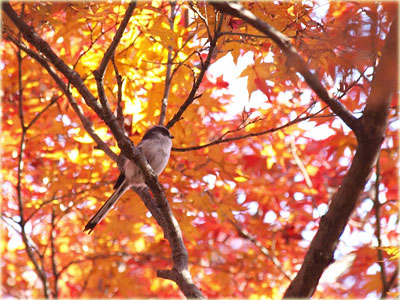 岩津の野鳥