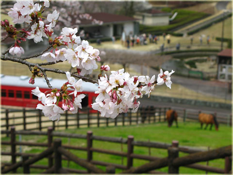 桜