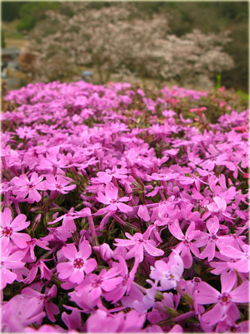 シバザクラと桜