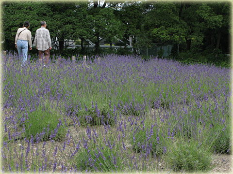 荒子川公園のラベンダー畑(1)