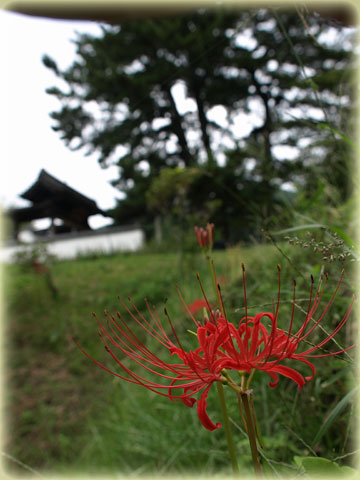 松平郷の彼岸花(6)