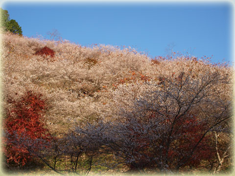 小原村の四季桜(1)