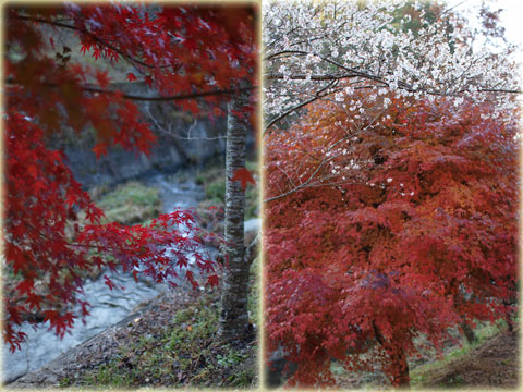 小原村の四季桜(3)