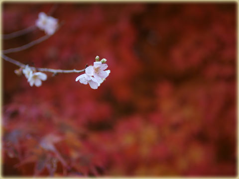 小原村の四季桜(4)