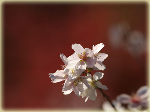 小原村の四季桜(6)