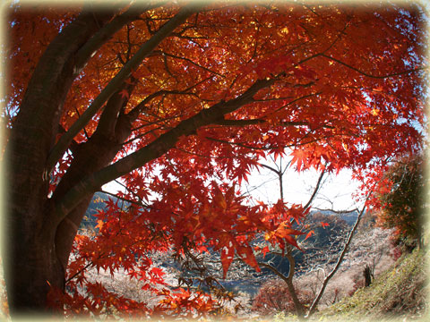 小原村の四季桜(7)