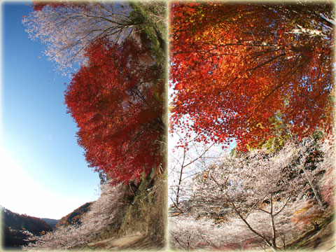 小原村の四季桜(8)