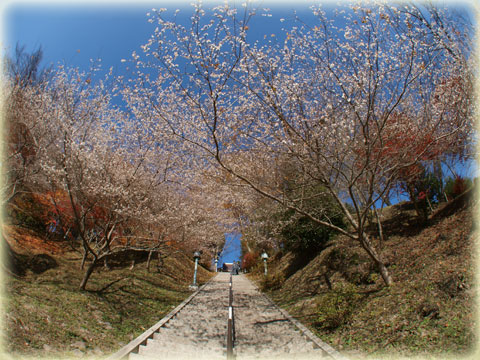 小原村の四季桜(10)
