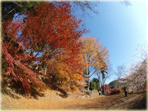 小原村の四季桜(11)