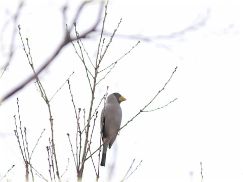 岩津天神の野鳥