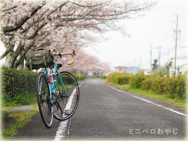 LupoDと桜