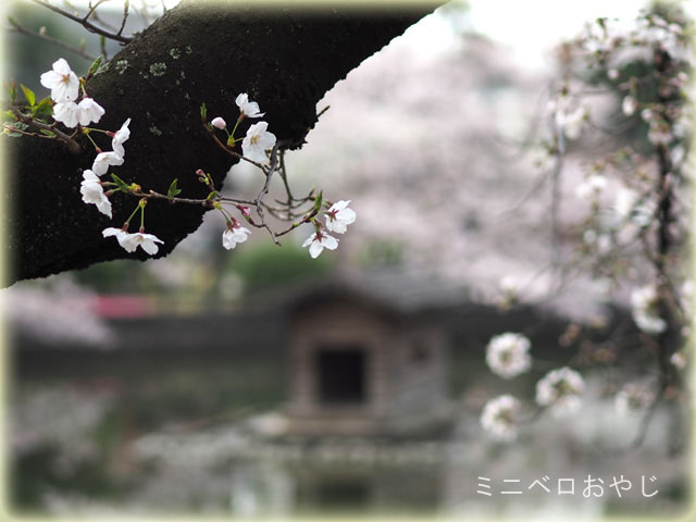 安城公園の桜