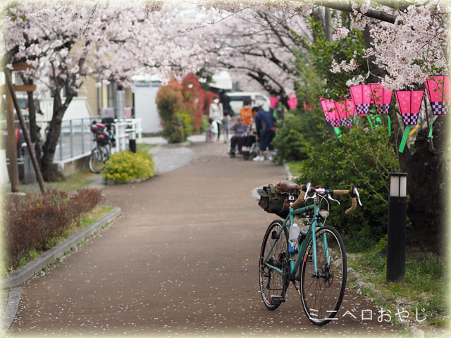 西尾市の桜