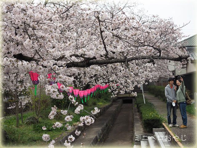 桜を楽しむカップル