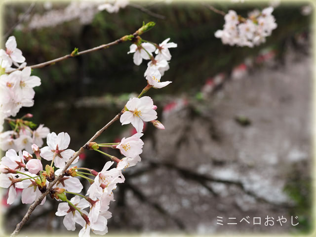 水面に写る桜