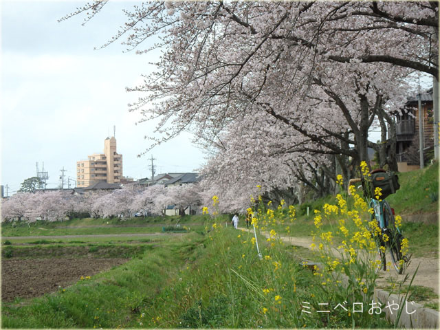 T団地の桜並木