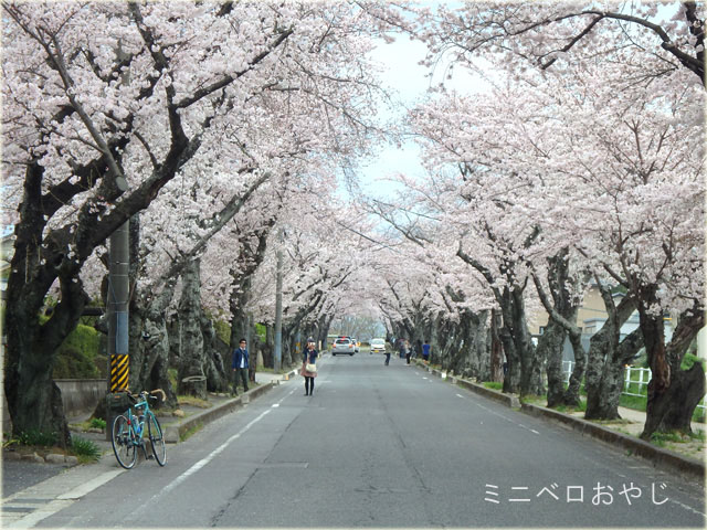豊田高専の桜のトンネル