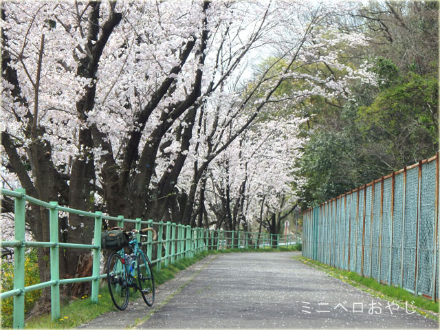 豊田安城自転車道のソメイヨシノ