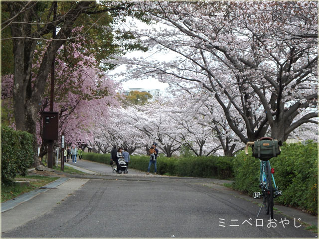 豊田市美術館の桜