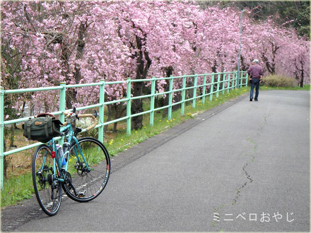 豊田安城自転車道のシダレ桜