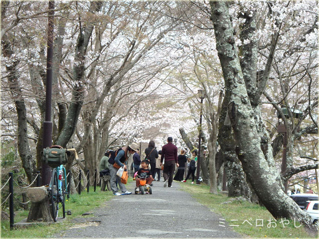 水源公園の桜のトンネル