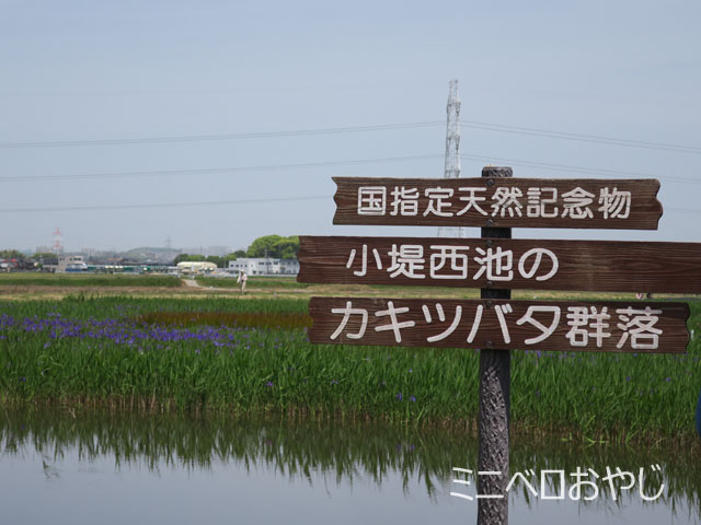 小堤西池のカキツバタ