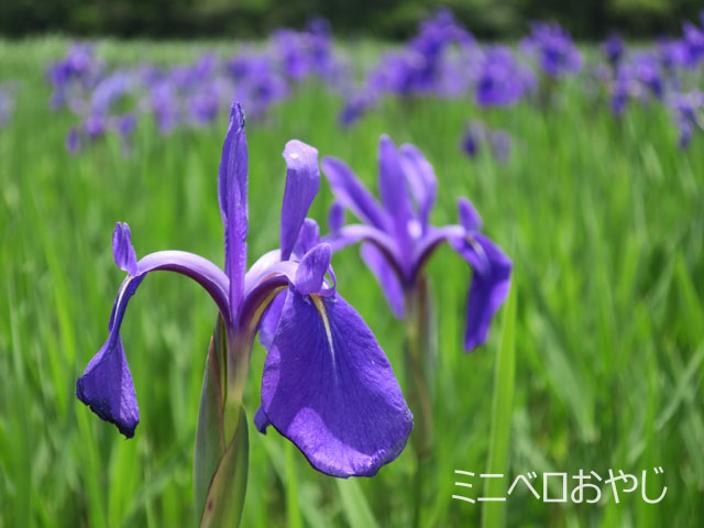 小堤西池のカキツバタ