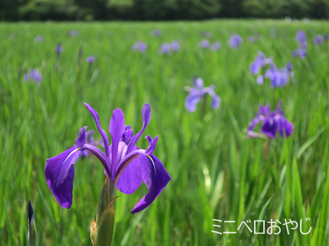 小堤西池のカキツバタ