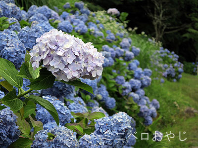 松平郷の高月院