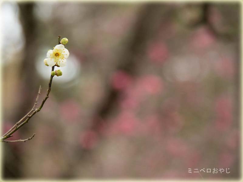 兼六園