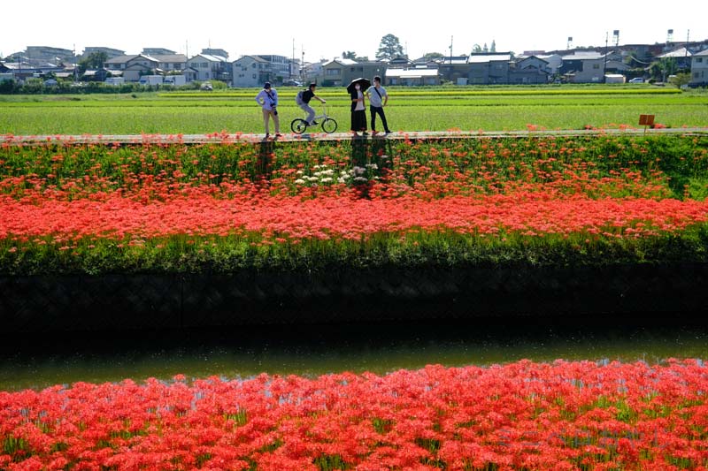 逢妻女川の彼岸花