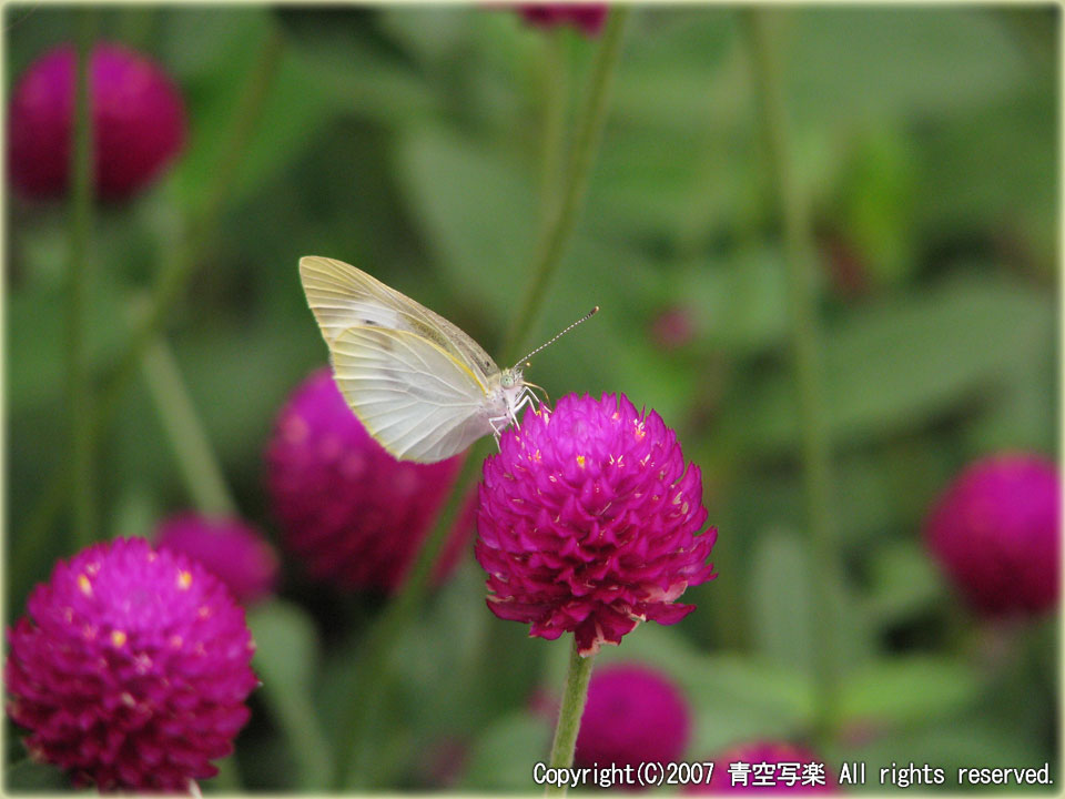 PowerShot S5IS 初撮り(8)